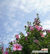 解读木槿花所代表的美好寓意 木槿花的花语与象征