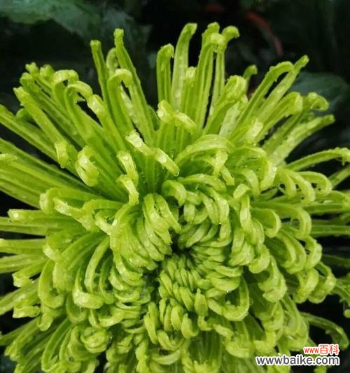 了解菊花代表的意义及文化内涵 菊花的花语