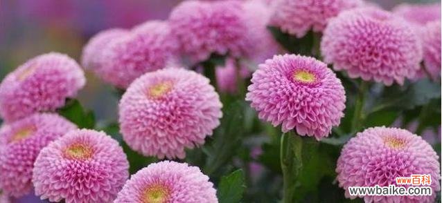 了解菊花代表的意义及文化内涵 菊花的花语