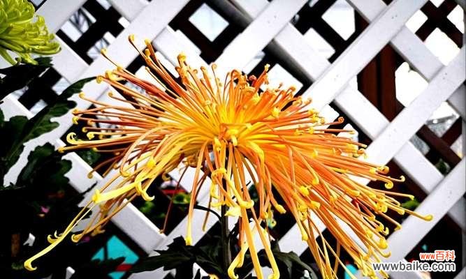 了解菊花代表的意义及文化内涵 菊花的花语