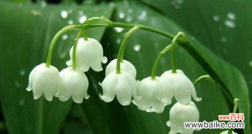 揭开铃兰花的神秘面纱 铃兰花的花语及含义