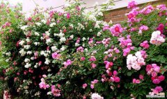 探寻蔷薇的深层含义，领略花语之美 蔷薇花语