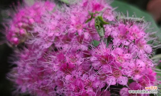 富有创造力的想象力，嫉妒与固执的爱情 绣线菊的花语