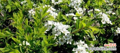 富有创造力的想象力，嫉妒与固执的爱情 绣线菊的花语