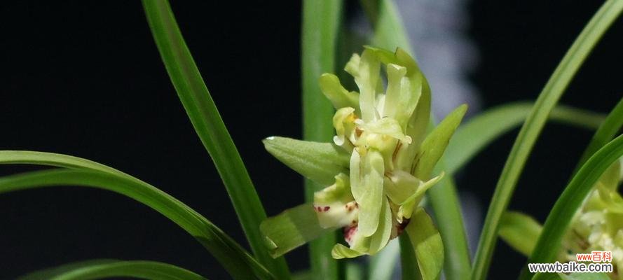 传递爱的语言与情感 兰花花语大全