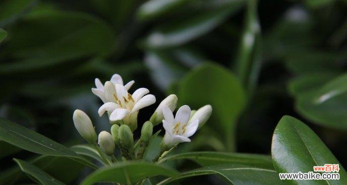 传递生命与希望的鲜花 追逐春天的海桐花