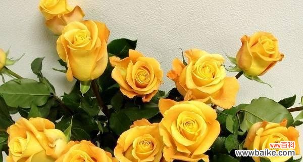 探究黄玫瑰所代表的意义及其文化意蕴 黄玫瑰的寓意与象征