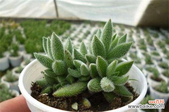 绒针和银狐之尾的区别：4种方法区分不同两者