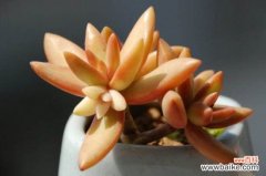 铭月和黄丽的区别，叶片颜色与外形不同