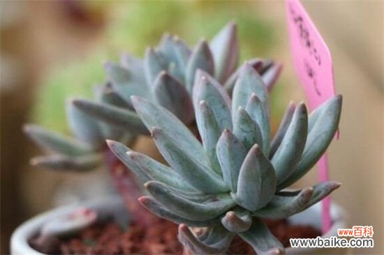 霜之朝和蓝黛莲的四大区别