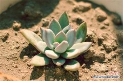 霜之朝和蓝黛莲的四大区别