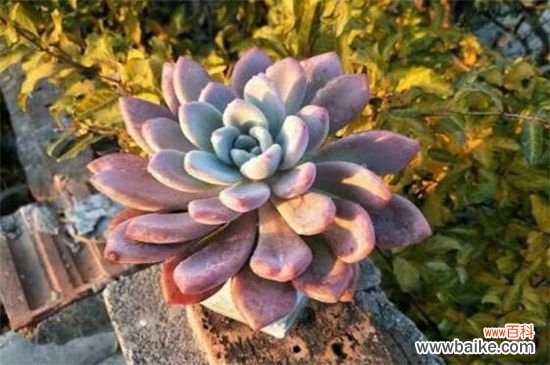 奥普琳娜和霜之朝的四大区别