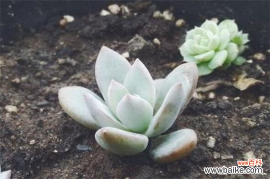 奥普琳娜和霜之朝的四大区别