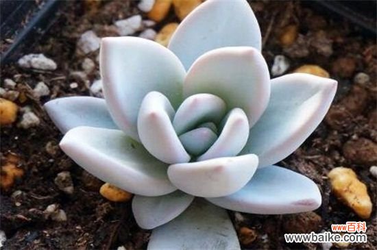 奥普琳娜和霜之朝的四大区别