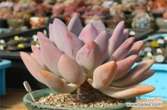 奥普琳娜和霜之朝的四大区别