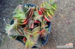 茜之塔和方塔的区别，叶色以及形状不同