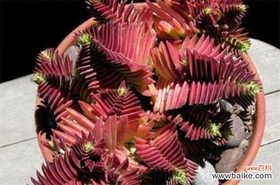 茜之塔和方塔的区别,叶色以及形状不同