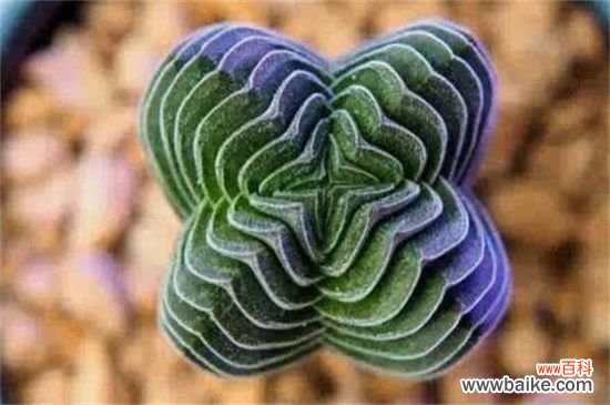 茜之塔和方塔的区别,叶色以及形状不同