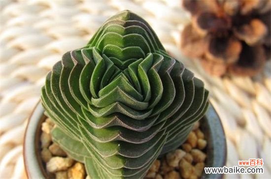 茜之塔和方塔的区别,叶色以及形状不同