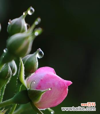 活力四射的花朵 熊童子绽放生机