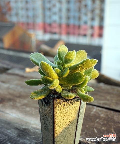 活力四射的花朵 熊童子绽放生机