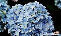 绚丽多彩的绣球花 绣球花的花语与代表意义