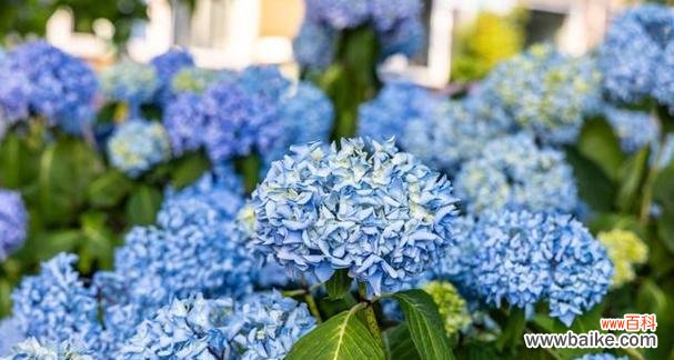 绚丽多彩的绣球花 绣球花的花语与代表意义