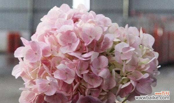 绚丽多彩的绣球花 绣球花的花语与代表意义