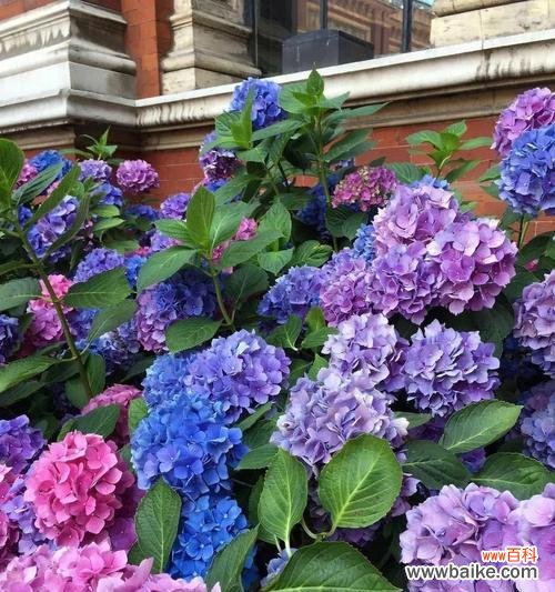 寓意美丽与幸福的绣球花传说 绣球花的传说与意义