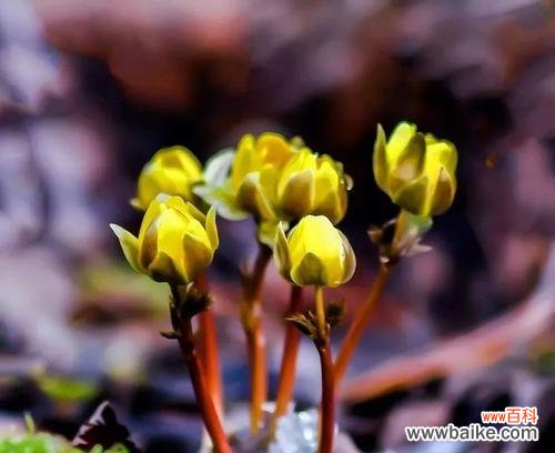 揭秘雪莲花的传说及其深刻花语 雪莲花的传说与花语