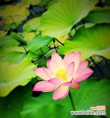 舞出无尽韵味 以雅乐之舞，传递优美姿态的寓意