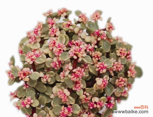 揭秘多肉植物以雅乐之舞的花语及特点 以雅乐之舞