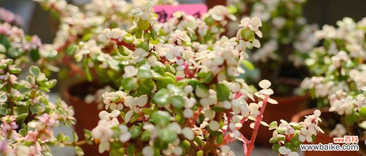 揭秘多肉植物以雅乐之舞的花语及特点 以雅乐之舞