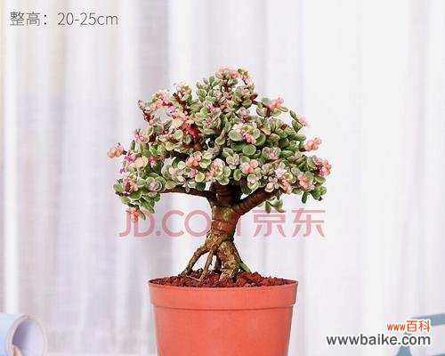 揭秘多肉植物以雅乐之舞的花语及特点 以雅乐之舞
