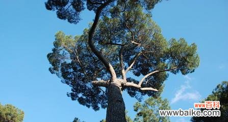 雪松花语的传承与象征意义 雪松花语与文化地位