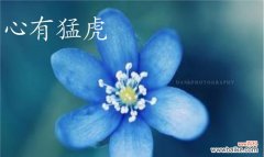 传递希望与勇气的花朵 岩蔷薇花语