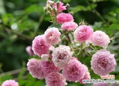 什么花代表闺蜜间的友谊？花语中闺蜜友谊的含义是什么？