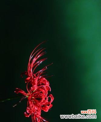 什么花的花语代表黑暗？揭秘花语中的神秘之花