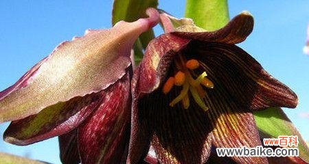 什么花的花语代表黑暗？揭秘花语中的神秘之花