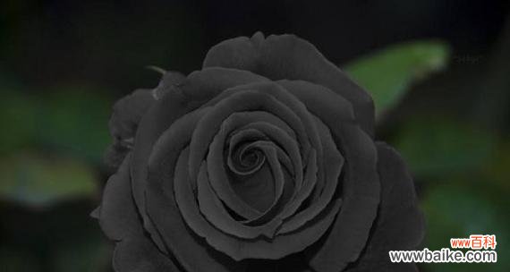 什么花的花语代表黑暗？揭秘花语中的神秘之花