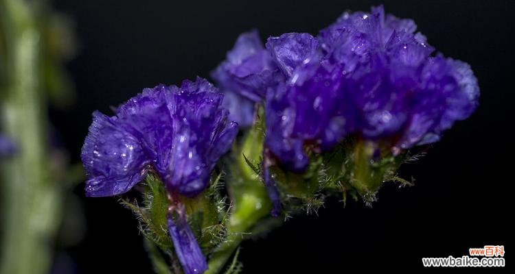 什么花象征着黑夜中的光明?花语解读与推荐?