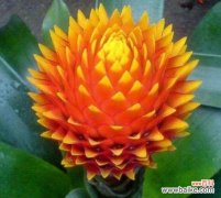 什么花象征着黑夜中的光明？花语解读与推荐？