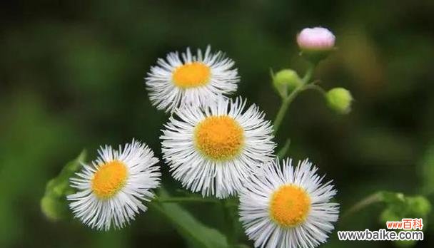 什么花的花语代表谎言？揭秘花语背后的含义！