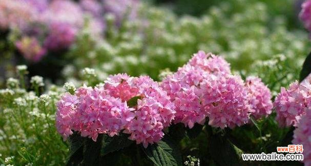 什么花代表后悔的花语?如何用花卉表达遗憾?