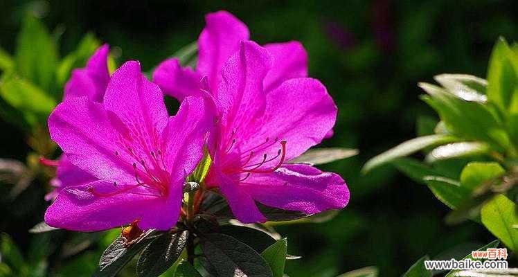 什么花的花语代表欢迎？欢迎花有哪些种类？