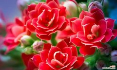 什么花的花语代表吉祥如意？揭秘吉祥花语背后的故事？