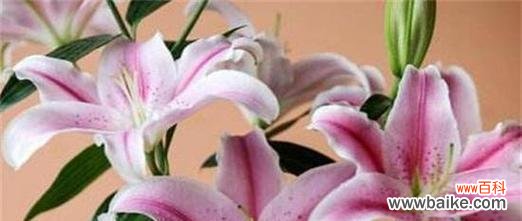 什么花代表家人的爱？花语中家人含义的花卉有哪些？