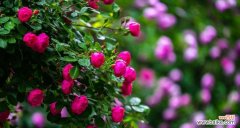 了解蔷薇花的美丽背后 蔷薇的寓意和象征