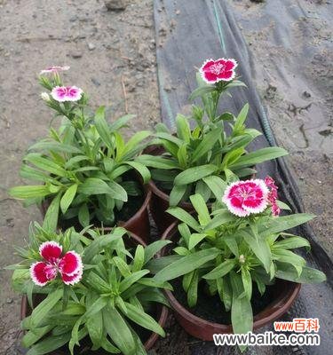 一朵美丽的石竹花所蕴含的含义与象征 石竹花的美与寓意