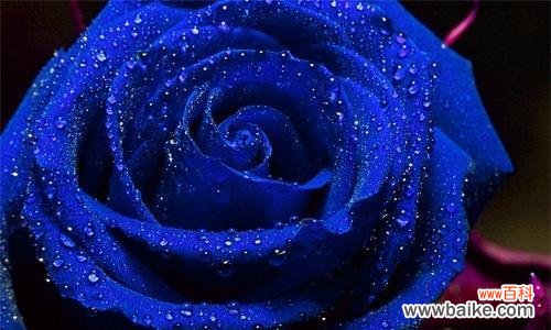 解读蓝色妖姬图片中的隐藏花语,揭秘它所代表的意义 探秘蓝色妖姬的花语